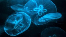 Krásn nasvícené medúzy v manilském akváriu