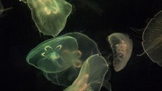 Krásn nasvícené medúzy v manilském akváriu