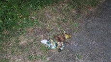 Psa zabaleného v igelitce ve značném stádiu rozkladu našli náhodní kolemjdoucí... Psa zabaleného v igelitce ve značném stádiu rozkladu našli náhodní kolemjdoucí...