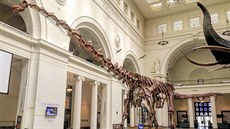 FMNH Patagotitan.jpg S výjimkou obřího plejtváka obrovského a dvou dalších... FMNH Patagotitan.jpg S výjimkou obřího plejtváka obrovského a dvou dalších...