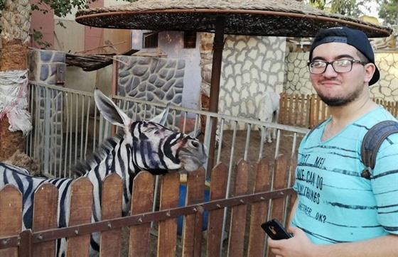 Zoologická zahrada v Káhie pomalovala osla, aby vypadal jako zebra (21....