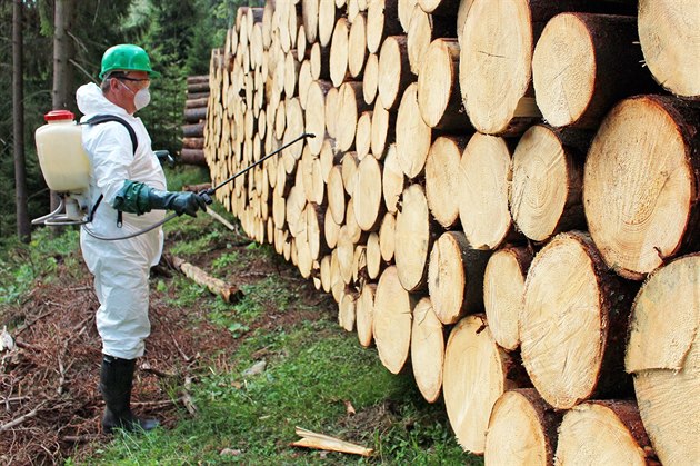 Lesníci ze Správy KRNAP aplikují chemický postik na kmeny napadené krovcem...