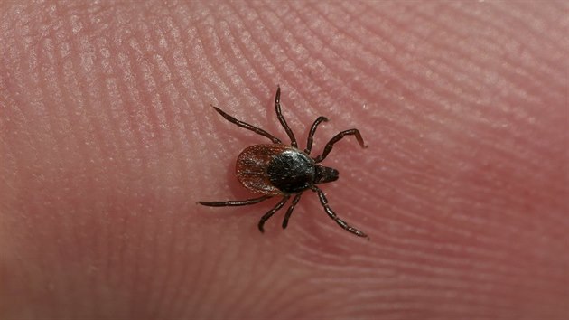 Klíště je přenašečem boreliozy a řady dalších onemocnění. Klíště je přenašečem boreliozy a řady dalších onemocnění.