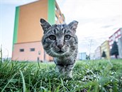 Jihočeská města trápí toulavé kočky. Jihočeská města trápí toulavé kočky.