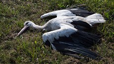 Zatím poslední oběť vedení vysokého napětí u skládky v Ostravě-Hrušově. (26.... Zatím poslední oběť vedení vysokého napětí u skládky v Ostravě-Hrušově. (26....