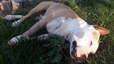 Uhynulá fena amerického stafordširského teriéra Lara. Uhynulá fena amerického stafordširského teriéra Lara.