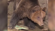 Dojemný příběh opuštěného medvěda, který dobře dopadl Dojemný příběh opuštěného medvěda, který dobře dopadl