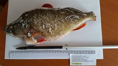 Muž ulovil havajským kopím sedmatřicet centimetrů dlouhého okouna. Muž ulovil havajským kopím sedmatřicet centimetrů dlouhého okouna.