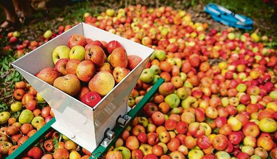 Iniciativa Na ovoce poádá adu akcí se sbrem jablek a motováním, ale i...