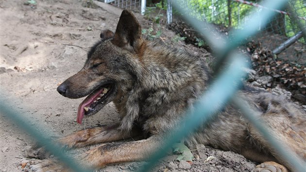 Nvtvnci jihlavsk zoologick zahrady mohou opt obdivovat vlky ibersk, kte se vrtili z doasnho azylu v zoo v Brn.