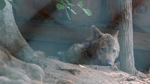 Nvtvnci jihlavsk zoologick zahrady mohou opt obdivovat vlky ibersk, kte se vrtili z doasnho azylu v zoo v Brn.