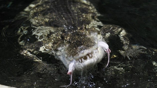 V jihlavsk zoo tvo krokodl potravu pedevm ryby. Nessie, ptilet samice krokodla siamskho, se vak takto cpala i mymi.