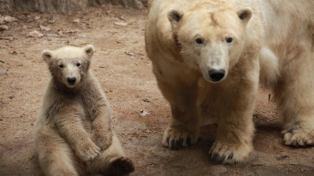 Ledn medvdice Noria jet jako mld se svoj matkou Corou v brnnsk zoo.