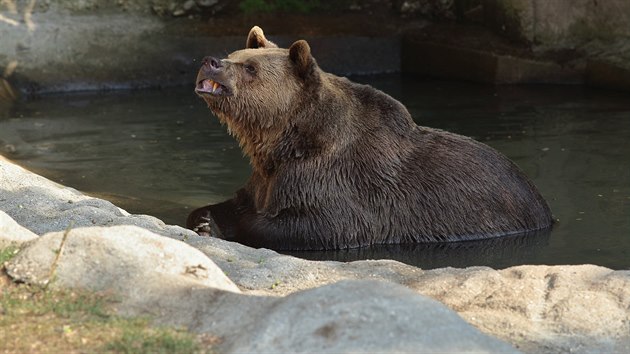 Medvd z plzesk zoo si lebed v jezrku. V zahrad jsou ale i takov zvata, kter naopak slunen paprsky vyhledvaj.