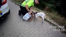 Nepolapitelné kůzlátko strážníkům neuniklo Nepolapitelné kůzlátko strážníkům neuniklo