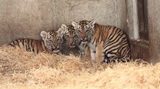 Tygřata se v hlubocké zoo narodila v květnu. Ve dvou měsících je čekalo vážení,... Tygřata se v hlubocké zoo narodila v květnu. Ve dvou měsících je čekalo vážení,...