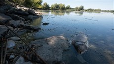 V Záhlinických rybnících uhynulo sedm tun ryb. Hladina je o metr nižší než... V Záhlinických rybnících uhynulo sedm tun ryb. Hladina je o metr nižší než...