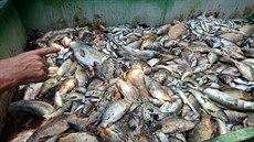 S likvidací mrtvých ryb pomáhají rybářům nejen dobrovolníci, ale i klienti... S likvidací mrtvých ryb pomáhají rybářům nejen dobrovolníci, ale i klienti...