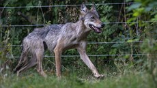 Více než roční samice vlka, kterou našel chovatel ovcí 3. srpna v ohradě mezi... Více než roční samice vlka, kterou našel chovatel ovcí 3. srpna v ohradě mezi...
