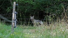Zhruba roní samice vlka uvázla v ohrad s ovcemi a bála se ven. (3. srpna 2018)