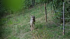 Zhruba roní samice vlka uvízla v ohrad s ovcemi a bála se ven (3.8.2018).