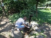 Zatímco v minulosti prýštila ze země Moravská Dyje poměrně silným proudem, nyní... Zatímco v minulosti prýštila ze země Moravská Dyje poměrně silným proudem, nyní...