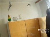 Do ložnice se naštěhovalo přes 160 netopýrů Do ložnice se naštěhovalo přes 160 netopýrů