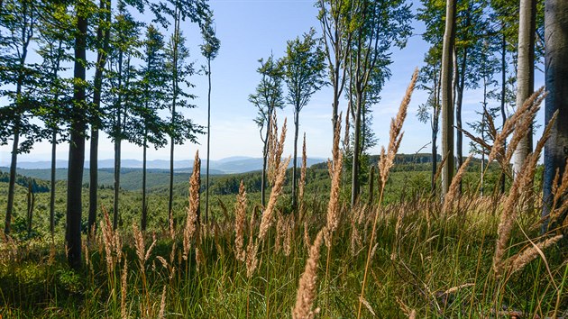 Bukov lesy hraninho hebene a vhled na slovenskou stranu hor