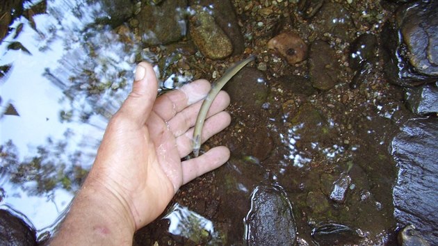 Uhynul larva mihule poton ve Zlatm potoce v Krkonoch.