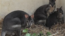 Klokan uru je málo známý druh klokana. Klokan uru je málo známý druh klokana.