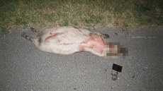 Kapybara z chovu na Vysokomýtsku nepřežila střet s nákladním vozidlem. Kapybara z chovu na Vysokomýtsku nepřežila střet s nákladním vozidlem.