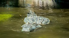 Aligátora umístil street artový umělec, který se představuje pod přezdívkou... Aligátora umístil street artový umělec, který se představuje pod přezdívkou...