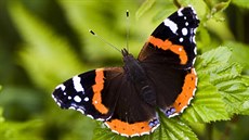 Babočka admirál. Víte, že přezimuje v Africe a migruje třeba až do Skandinávie? Babočka admirál. Víte, že přezimuje v Africe a migruje třeba až do Skandinávie?