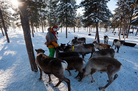 Sámové chovají na severu védska sobí stáda.