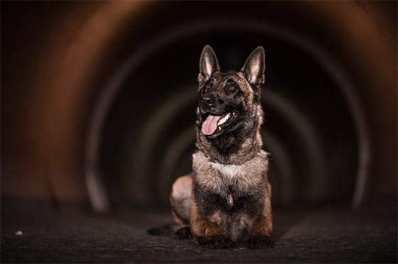 Policejní pes pomohl zadret agresora, který bil enu kladivem. (23.8.2018)