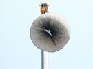 V neděli 26. srpna se na Výstavišti v pražských Holešovicích objevil velký jeřáb. Jeho rameno nese obří síť s bílými míčky. V neděli 26. srpna se na Výstavišti v pražských Holešovicích objevil velký jeřáb. Jeho rameno nese obří síť s bílými míčky.