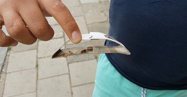 Z uzavřené ubytovny Modrá v Ústí nad Labem se rozlézají švábövé Z uzavřené ubytovny Modrá v Ústí nad Labem se rozlézají švábövé