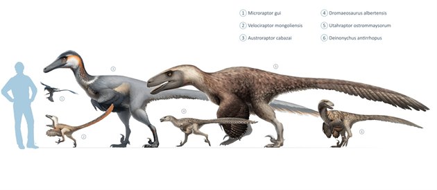 Pokud lze věřit závěrům nové studie, pak právě Microraptor zhaoianus je... Pokud lze věřit závěrům nové studie, pak právě Microraptor zhaoianus je...