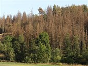 Kůrovec řádí na vysočině. Nejhůře z kraje je na tom Třebíčsko. Například u... Kůrovec řádí na vysočině. Nejhůře z kraje je na tom Třebíčsko. Například u...