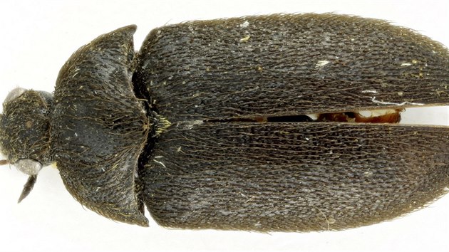 Detailn snmek jednoho z exempl nov objevenho druhu koojeda moravskho (Paranovelsis moravicus).