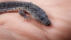 Mládě varanovce bornejského se vylíhlo po 84 dnech inkubace. Matka mláděte... Mládě varanovce bornejského se vylíhlo po 84 dnech inkubace. Matka mláděte...
