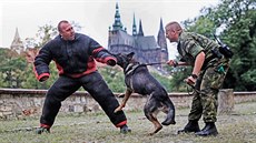 Výcvik služebních psů pražské Hradní stráže. Výcvik služebních psů pražské Hradní stráže.