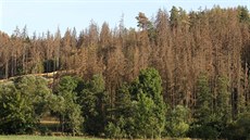 Kůrovec řádí na vysočině. Nejhůře z kraje je na tom Třebíčsko. Například u... Kůrovec řádí na vysočině. Nejhůře z kraje je na tom Třebíčsko. Například u...
