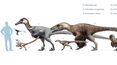 Pokud lze věřit závěrům nové studie, pak právě Microraptor zhaoianus je... Pokud lze věřit závěrům nové studie, pak právě Microraptor zhaoianus je...