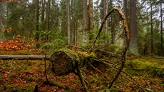 Žofínský prales slaví 180 let. Žofínský prales slaví 180 let.