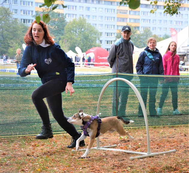 
Vyzkouet dovednosti svých ps na pekákové dráze, promluvit si s odborníky nebo nakoupit chovatelské poteby, mohli dnes majitelé ps u stanice metra Stíkov v Praze 9. Konal se zde psí festival - Dog Fest 2018, na kterém byl k vidní velký poet ps