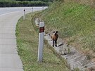 Po tech mscch se zatoulan kamerunsk bernek vrtil dom. Zalbilo se mu u...