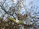 Byla jedna jablůńka, která předvedla světu zároveń květy i plody. Byla jedna jablůńka, která předvedla světu zároveń květy i plody.