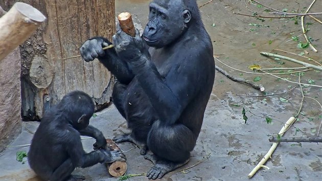 Malý Ajabu se konfliktů kvůli žrádlu nebojí Malý Ajabu se konfliktů kvůli žrádlu nebojí