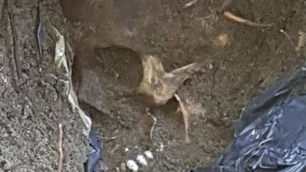 Mexick ady objevily ve stt Veracruz masov hrob s ostatky 166 lid. Na snmku lebka jednoho z pohbench. (6. z 2018)